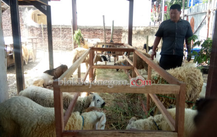 Mau Berkurban, Berikut Tips Memilih Hewan Kurban yang Baik